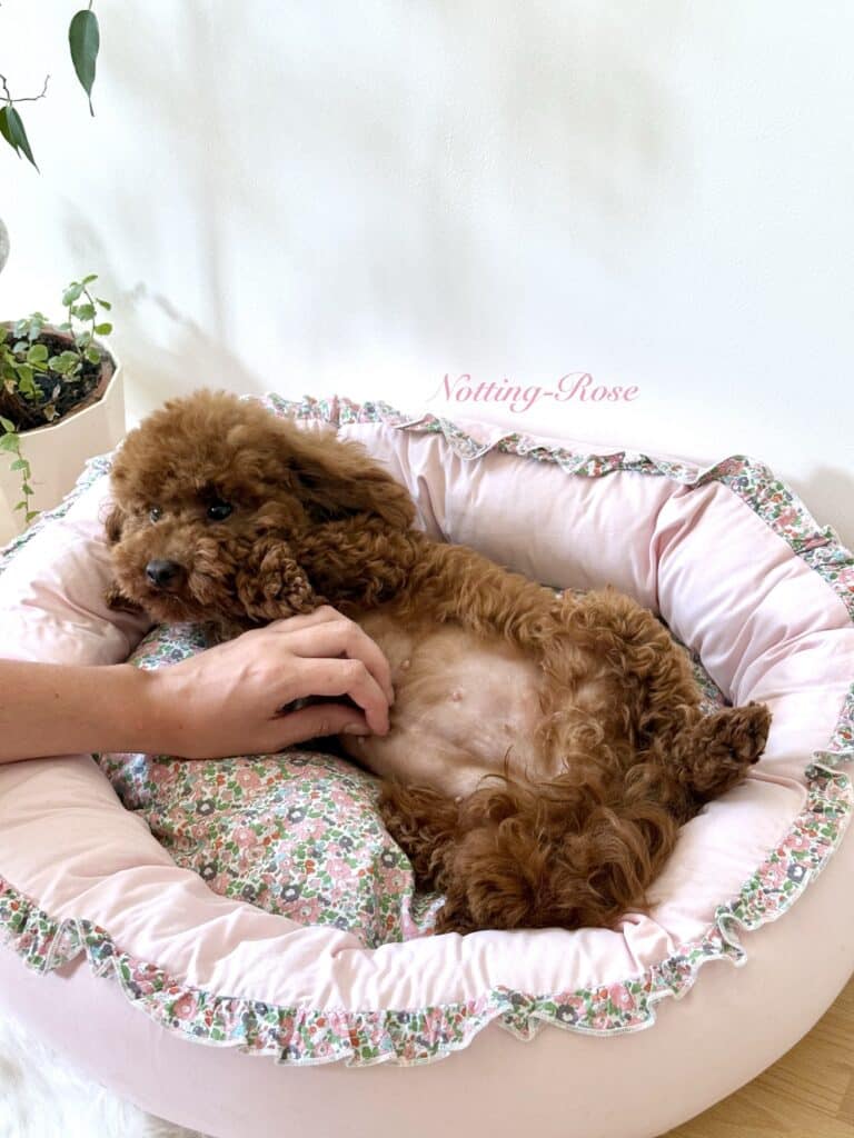 mise-bas-caniche