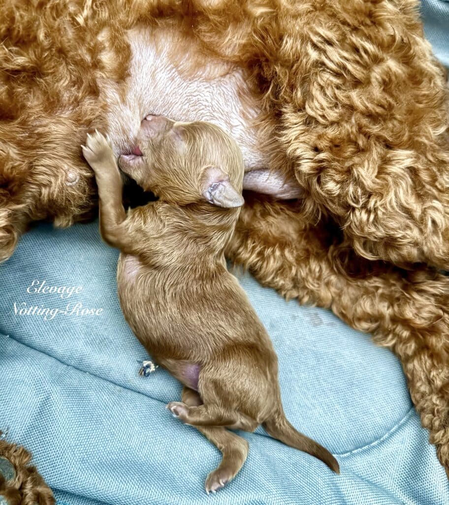 reproduction-caniche nouveau né caniche