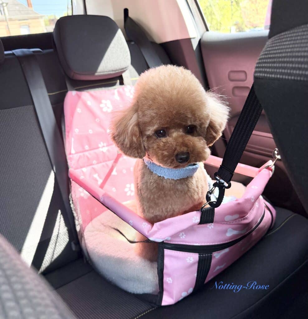 sac-voiture-caniche le meilleur transport en voiture pour le caniche