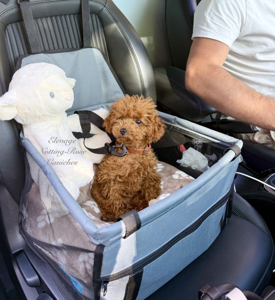 siège-voiture-caniche le voyage du caniche dans un siège auto