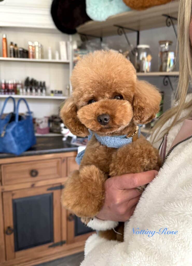 toilettage-caniche le toilettage du caniche