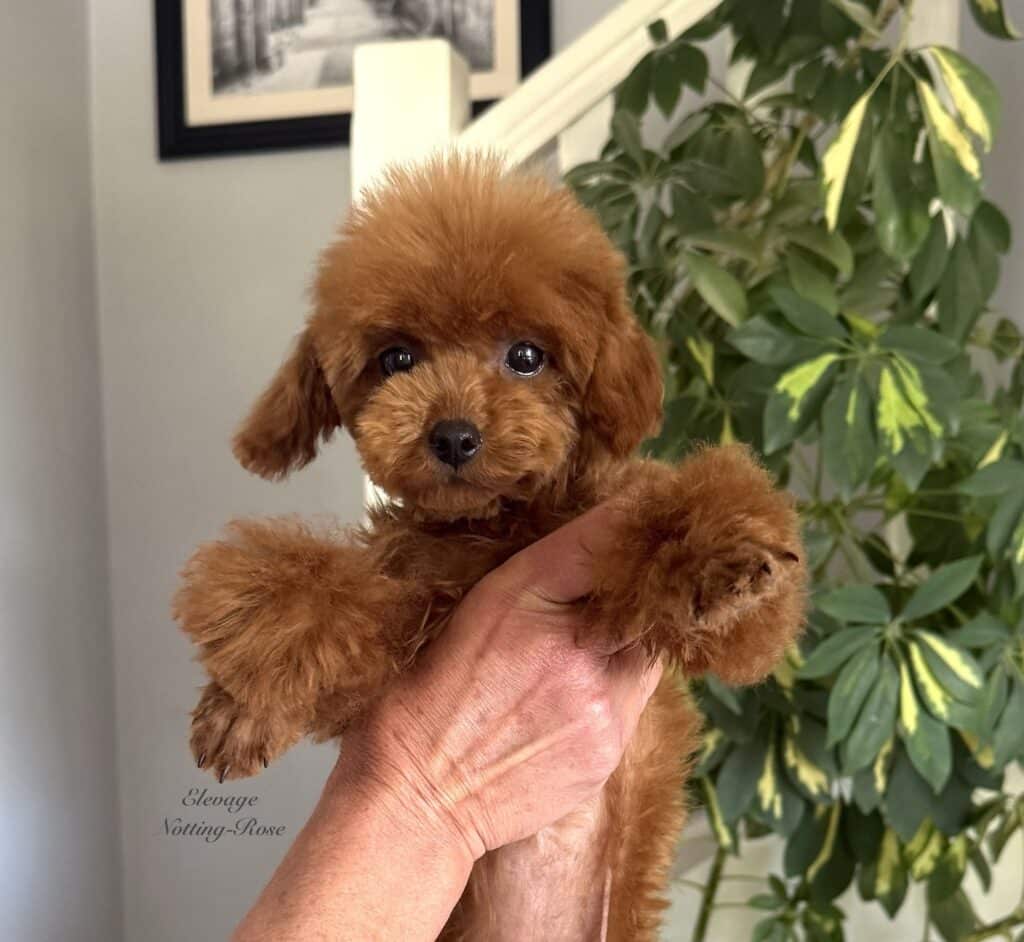 toilettage-caniche-toy