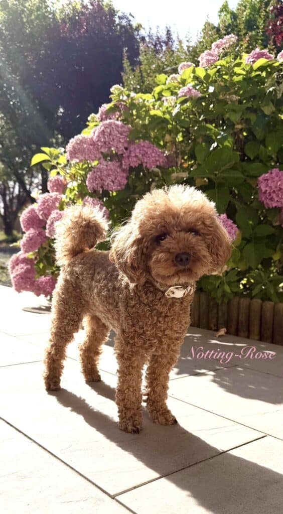 caniche adulte la femelle caniche