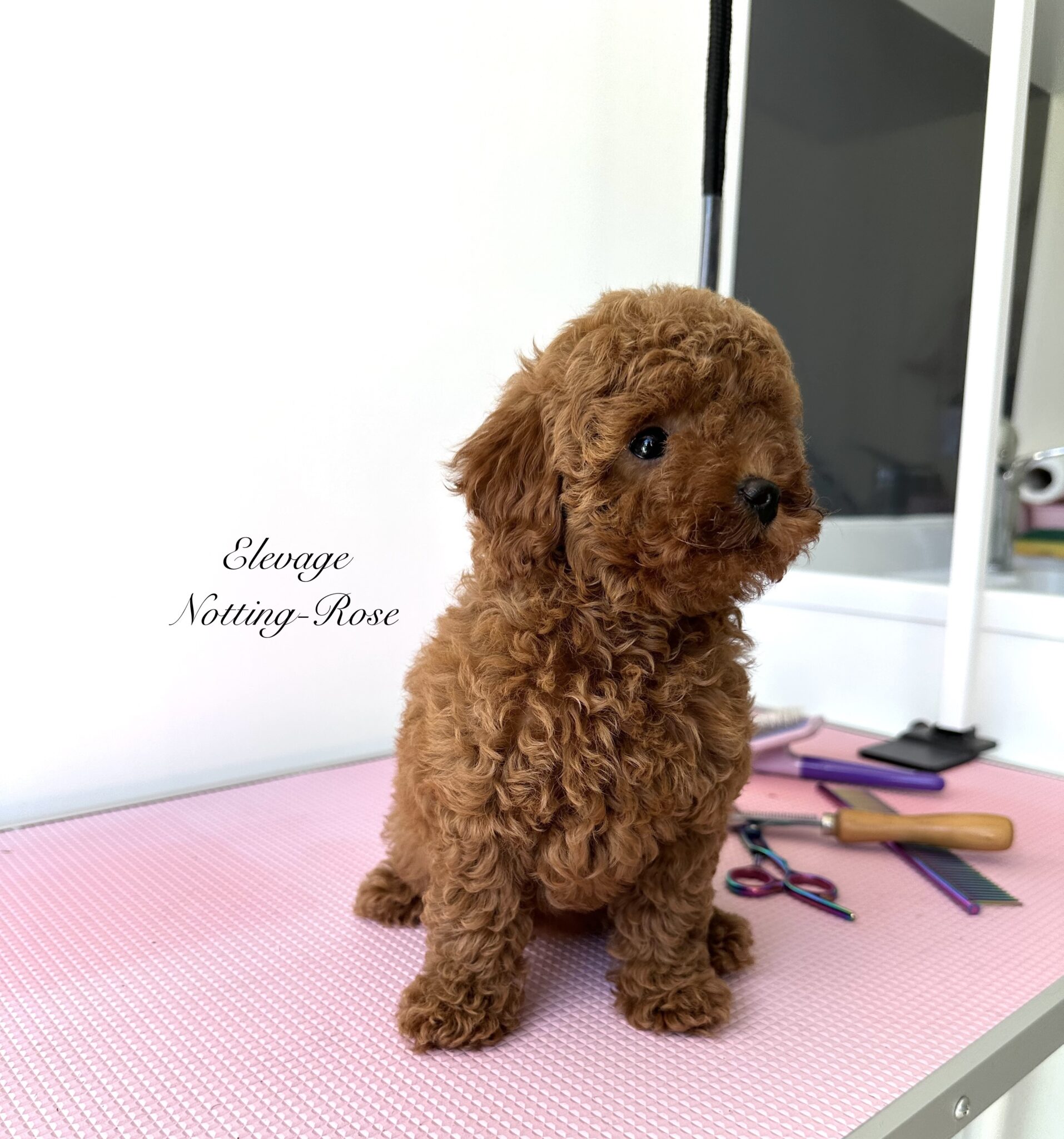 caniche
