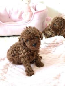 caniche-toy chiot caniche toy couleur fauve rouge