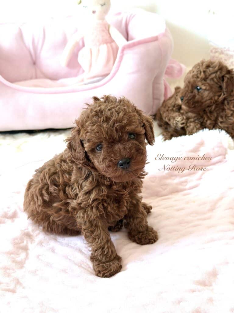 caniche-toy chiot caniche toy couleur fauve rouge
