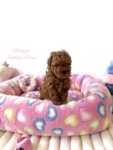 caniche-toy-abricot