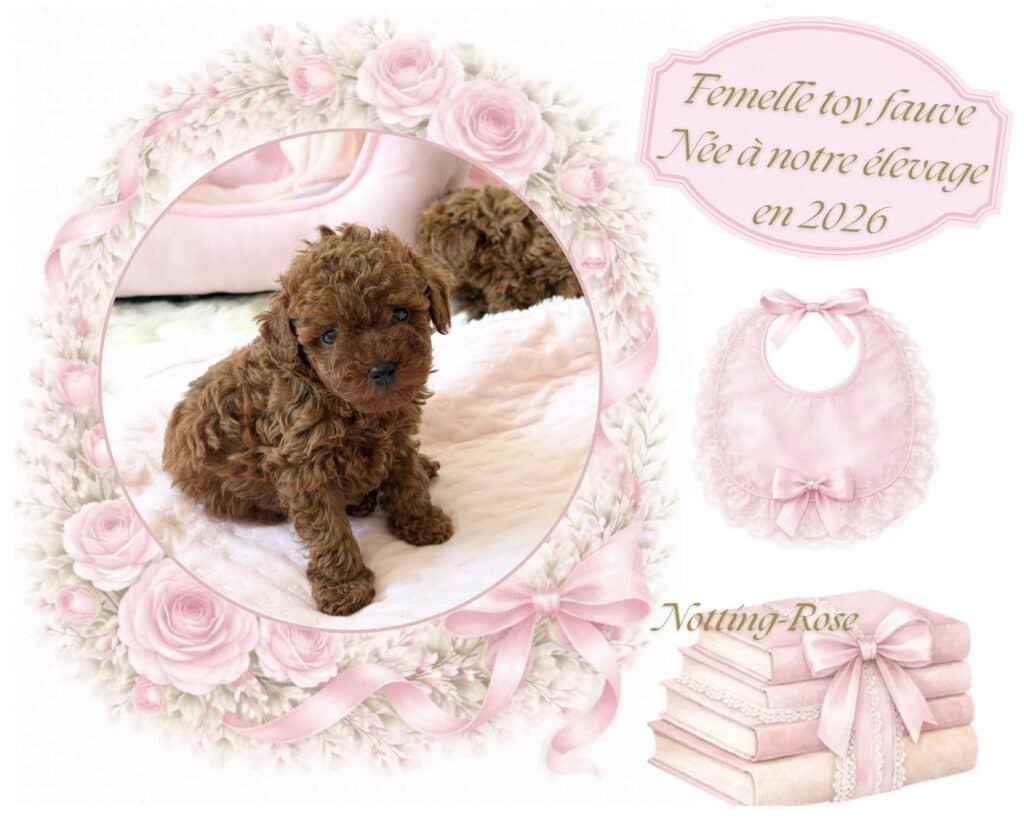 caniche toy petite caniche toy