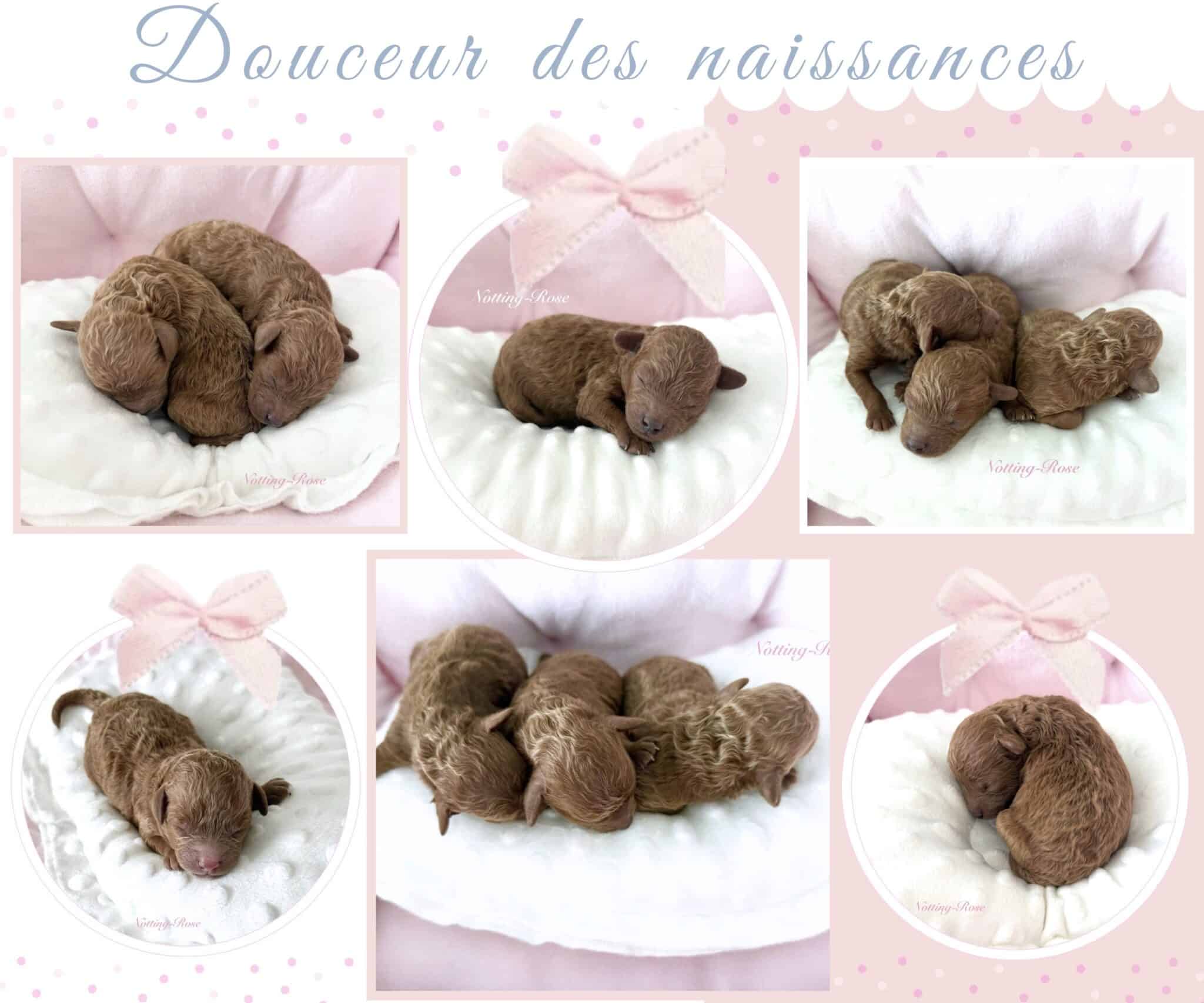 les naissances de caniches maternité de notre élevage avec nos nouveaux nés caniches