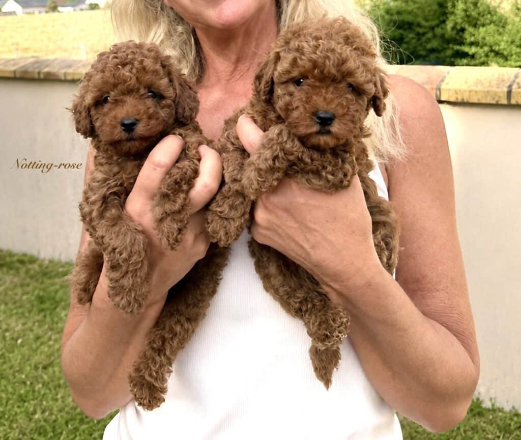 caniches chiots caniches de deux mois