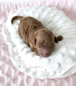 nouveau-né-caniche
