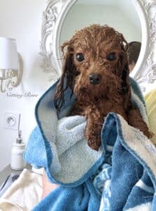 toilettage-caniche le toilettage du caniche