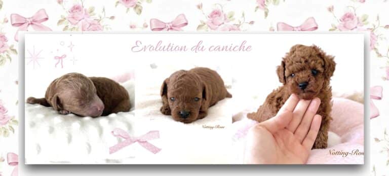 Est-ce que mon chiot va vraiment ressembler au caniche que j’ai choisi ?