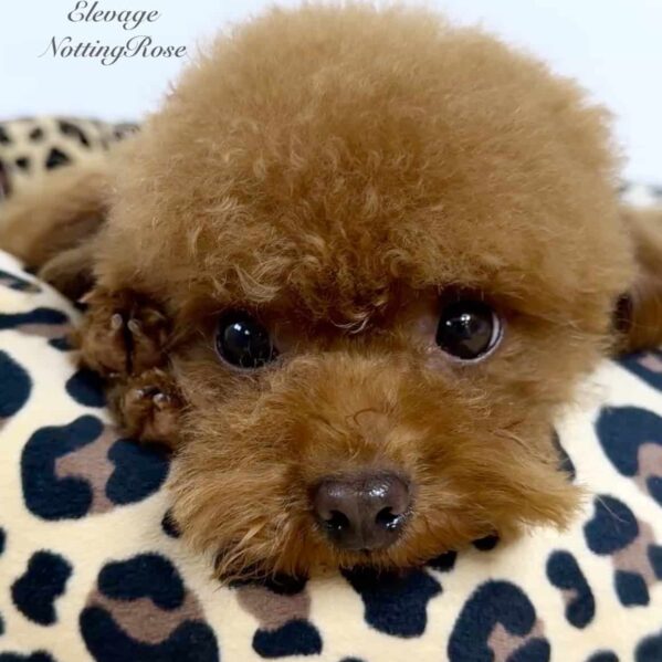 caniche coucou