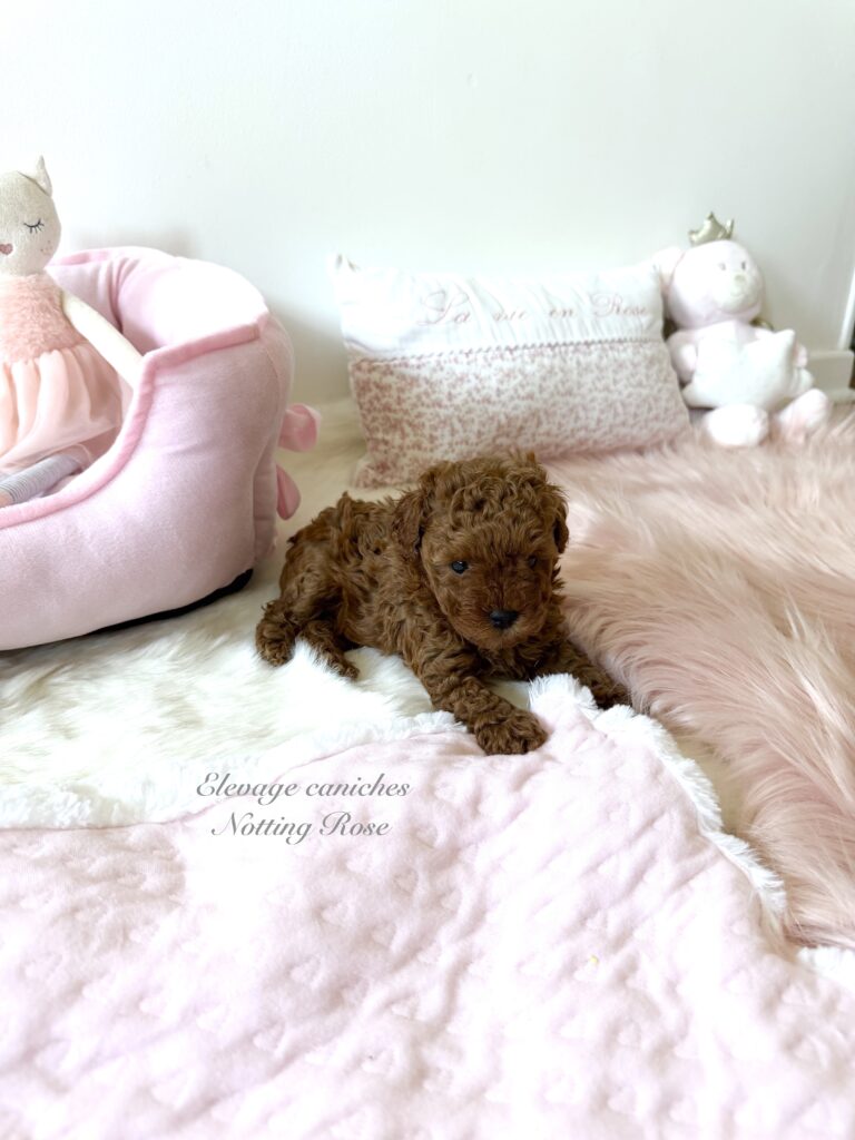 caniche-chiot