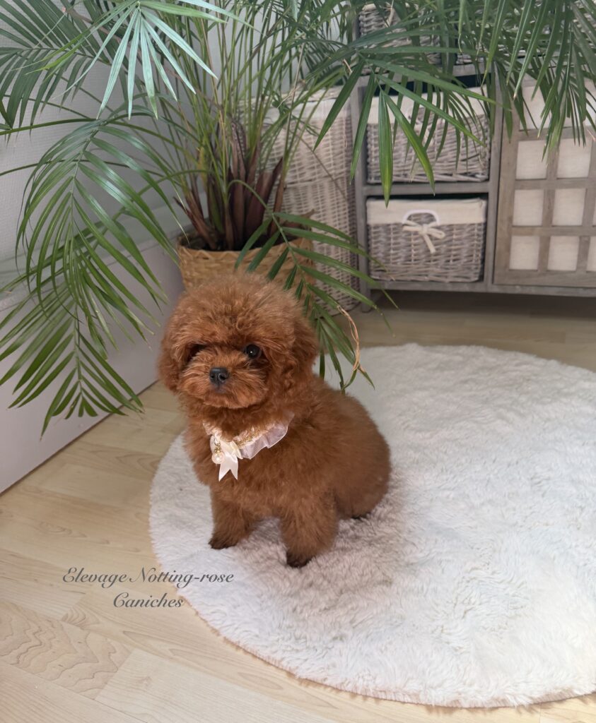 caniche-tiny-toy le caniche tiny toy est plus petit que le toy