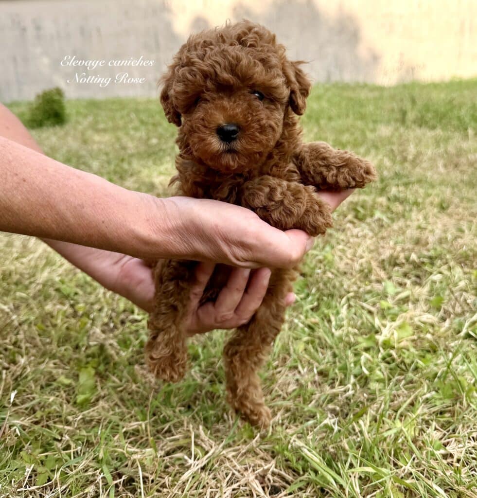 caniche-toy