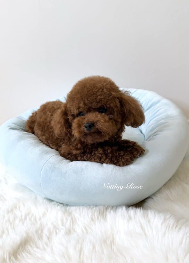 caniche-toy