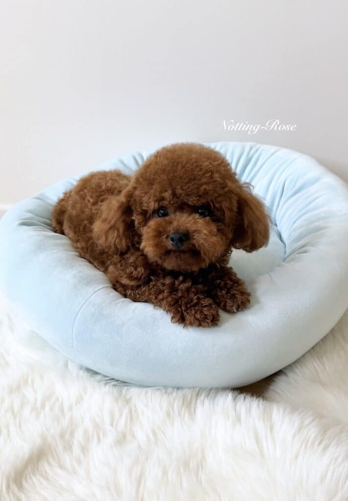 caniche-toy-fauve