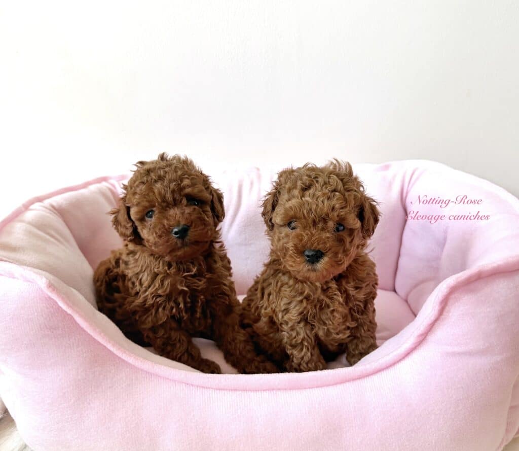 chiot-caniche-nain deux caniches l'un est un caniche toy le second un caniche nain
