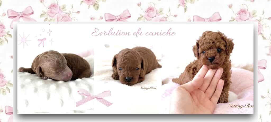 réservation du chiot caniche il vous faut effectuer la réservation de votre chiot caniche